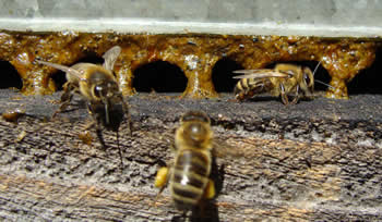 propolis van bijen